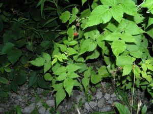 800px-Red_Raspberry_5_leaves