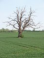90px-Dying_Tree_-_geograph.org.uk_-_802371