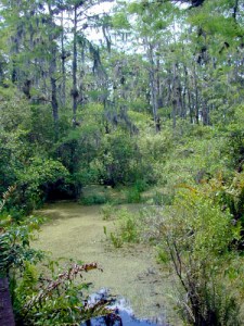 Florida_freshwater_swamp_usgov_image