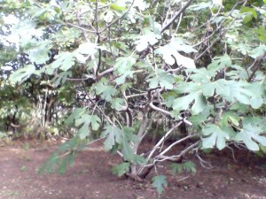 Photo on 2012-08-31 at 09.22 #2