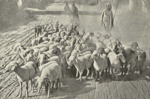 The_Shepherd_and_his_Flock