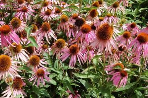 1024px-2007_echinacea_purpurea