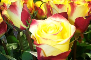 Kuykenhof and Delft, Holland May 2004 028