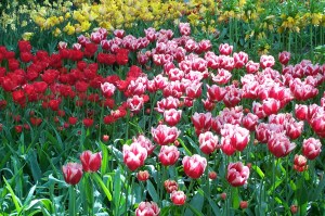 Kuykenhof and Delft, Holland May 2004 083